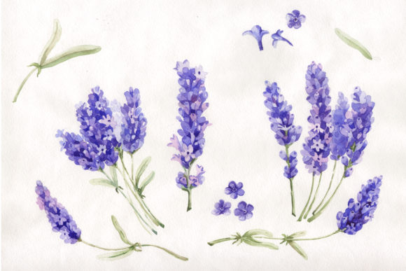 Download Watercolor Beautiful Lavender Set - Premium Resources