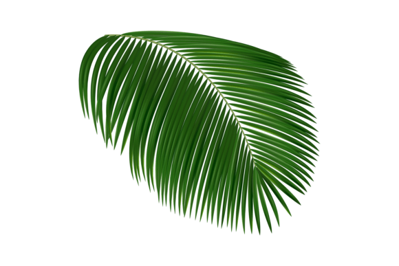 Download Realistic Tropical Leaf. Palm Tree Folia - Leaf Collection